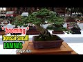 bonsai SMALL di PAMNAS Gianyar 2023