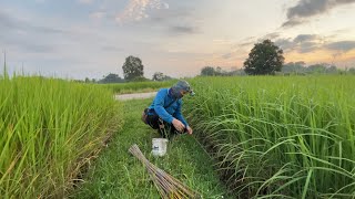 ยังไม่ปิดฤดูกาล ปลาเริ่มลงสระแล้วครับ หมายนี้พึ่งเคยมา ปิ้งปลากินข้างทาง