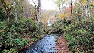 ｻﾝﾄﾘｰ「奥大山の天然水」CM撮影地『木谷沢渓流 (鳥取県)』(2)