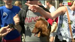 WATCH LIVE: Annual 'Running of the Wieners' race in Cincinnati, Ohio pits dog against dog | ABC News