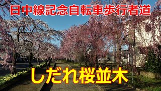 20210405日中線記念自転車歩行者道しだれ桜並木