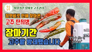 장마기간 고추관리 | 장맛비로 인해 찾아온 고추 탄저병 고추밭 방제했습니다