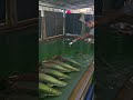 arapaima fish feeding in kerala 🐟🐠 kerala arapaima fishfeeding giantfish