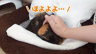 【鳴き声】人間に甘えるモルモット。様々な鳴き声による豊かな感情表現。【BGM無し】Sweet Guineapig loves her owner.