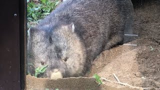 Digging wombat