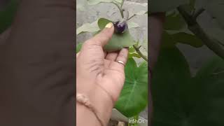 Eggplant/organic eggplant (brinjal) harvest from my terrace garden /brinjal harvesting