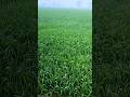 {Urooj 22}1 bag DAP 2 bag urea broadcast[RICEZONE] #agriculture #farming #farmer #village #viral #np