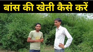 बांस की खेती कैसे करें | bans ki kheti kaise karen | Bans ki kheti | Bamboo Farming | Krishi Network