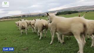 Gimmers Lot 168