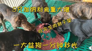 五只加纳利食量大增，吃完生肉抢咬住毛巾不撒口，实属难控