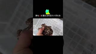 砂と風呂に落とされるツノガエル2024.6.6#frog #pacmanfrog #クランウェルツノガエル #ツノガエル