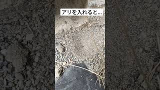 砂の穴にアリを入れると...