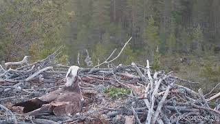 17.6.2022 - #1 - Hirvi kulkee pesän oikealta puolelta taustalla