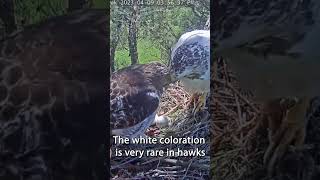 Angel the Leucistic Red-tailed Hawk￼. Live Nest Cam on this channel. 😊 #bird #hawk #leucistic