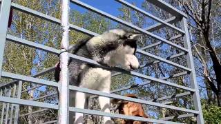 Tamaz Elizabarashvili Dog shelter tbilisi 2015 (bu Ruslan Mamedov )