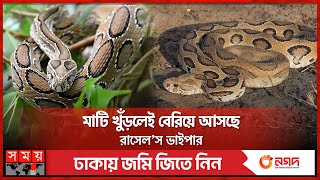 শরীয়তপুরে এত রাসেল’স ভাইপার এলো কোত্থেকে? | Russell Viper | Snakes | Shariatpur | Somoy TV