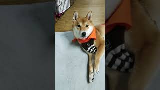 柴犬 モカ 日常の一部