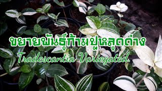 การขยายพันธุ์ต้นก้ามปูหลุดด่าง Tradescantia Variegated. #ก้ามปูหลุดด่าง #Tradescantiavariegated