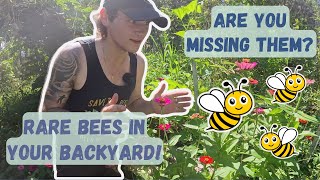 The Buzz on Native Bees 🐝