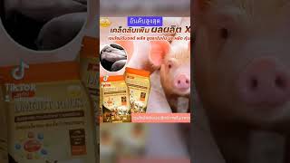 อาหารหมู DMOLT PLUS