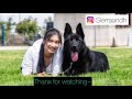 watch my black german shepherd pup grow from 10 weeks to 7months