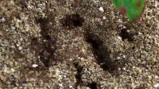 Fire ant nest rebuilding