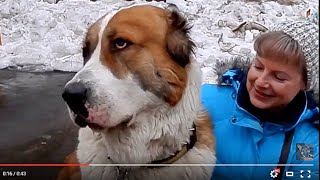 ОГО, какой БОЛЬШОЙ! АЛАБАЙ- ГИГАНТ.Very big male Central Asia Shepherd. Одесса.