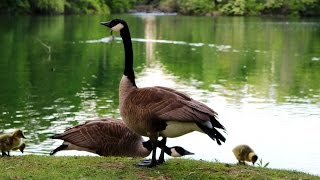 Dufferin Islands