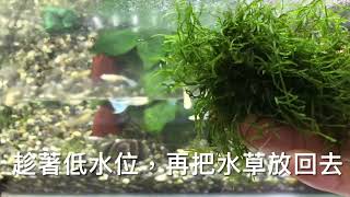 養魚先養水之換水需不需要抽取缸底污泥