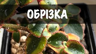 Обрізка сукулентів (каланхое, красула, адроміскус)