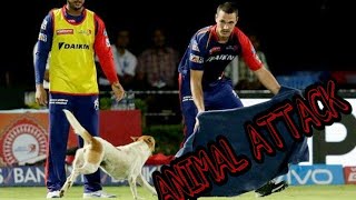 # TOP 5 most funny animal attack on cricket  player on ground 2017