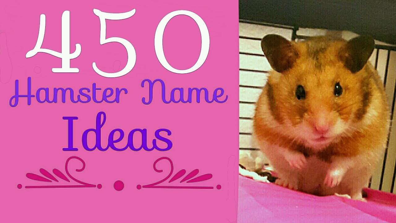 450 Hamster Name Ideas! - YouTube