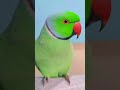 me mithu hoo 💫 tu mera mithu hai 🥰 talking parrot mithu 🦜 mithu cuteanimals cutepets