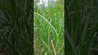 Sugarcane Farming #organic farming #organic sugarcane