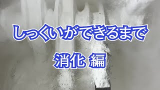 しっくいができるまで 【消化編】