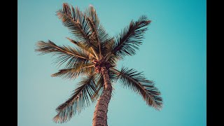 summer nights | summer chillout lounge deep house music palm trees 4K