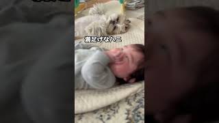 【シーズーと赤ちゃん】ブラッシング中に赤ちゃんが叫ぶと愛犬はどうなるのか？ #shorts