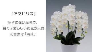 ミディ胡蝶蘭とは？大輪との違い、種類や選び方・育て方までご紹介