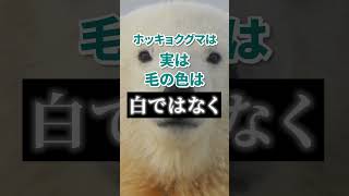 【10秒でわかる雑学】ホッキョクグマの毛は白色ではない