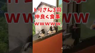 トリさんの面白かわいい動画見て癒されたら寝ろwww　#2ch動物スレ #動物 #鳥 #shorts #2ch