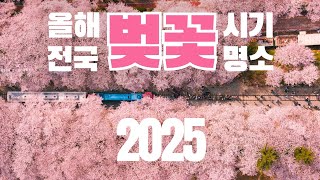 2025년 올해 벚꽃 개화 시기, 절정은 언제? 전국 명소 추천