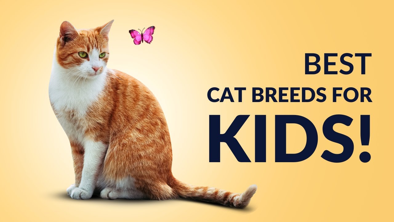 10 Best Cat Breeds For Kids! - YouTube