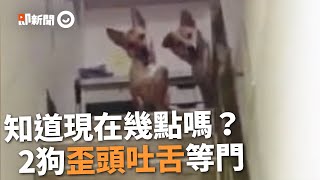 2隻狗深夜蹲坐樓梯口等主人回家　歪頭吐舌瞪大眼直盯｜寵物｜動物｜米克斯犬