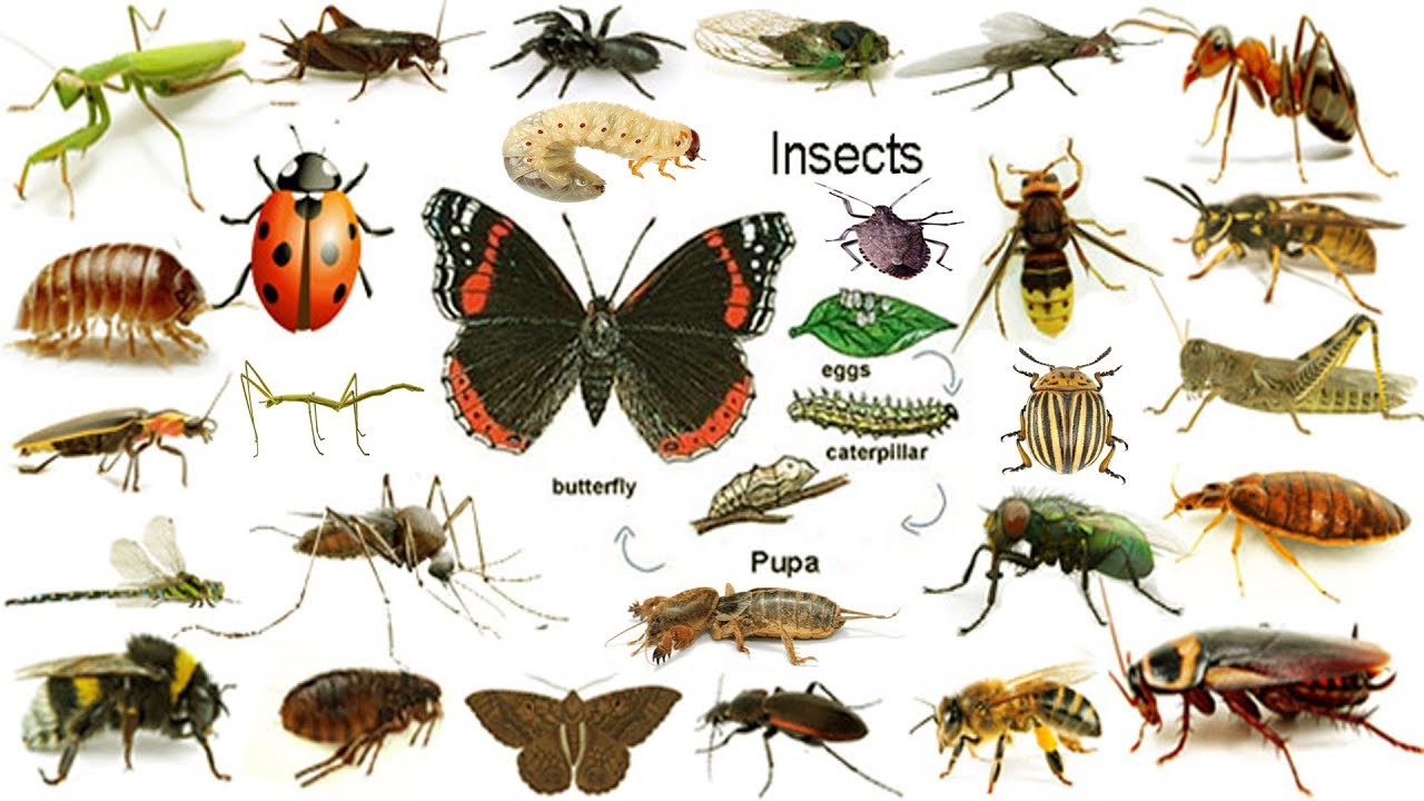 Names Of Insects List Of Insects In English With Pictures Aprender ...