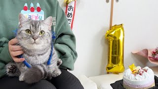 猫の1歳の誕生日をケーキでお祝いしてみたｗ