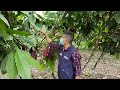 manejo integrado de plagas en el cultivo de cacao. santo domingo de los tsáchilas