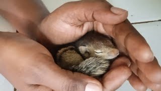 අම්මගෙ උණුහුම හොයන ලේන් බබා/Baby squirrel,no mom