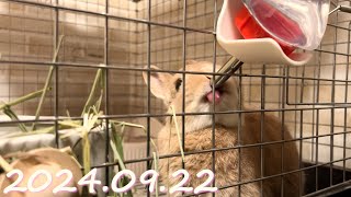 毎日の30秒ひなちゃん🐰✨【2024.09.22のひな】[うさぎ]