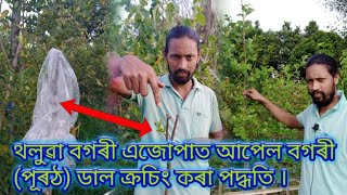 D K Technial farming থলুৱা বগৰী এজোপাত আপেল বগৰী (পূৰঠ) ডাল ক্ৰচিং কৰা পদ্ধতি ।👉9365805427 🙏🙏🙏🌱