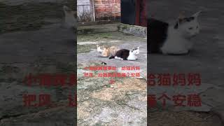 猫妈妈困了，懂事的小猫咪给它妈妈把风，让猫妈妈睡个好觉#猫咪睡觉 #无忧无虑的小猫咪